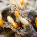 24/7 Pest Control Services in Sydney: Solutions Available Around the Clock